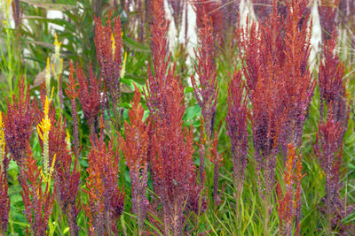 Full frame shot of red flowering plant in forest