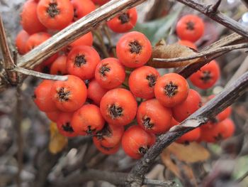 High angle view of cherries on tree