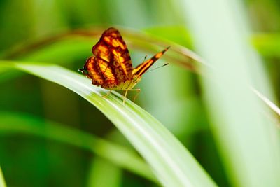 Close-up of insect on plant