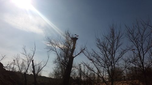 Low angle view of silhouette bare tree against sky