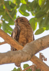 Low angle view of owl perching on tree