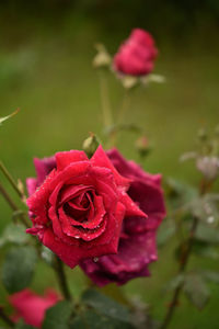 Close-up of pink rose