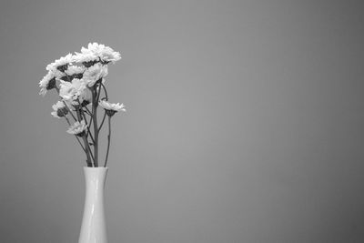Close-up of white rose flower in vase