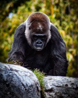 Close-up of monkey on rock