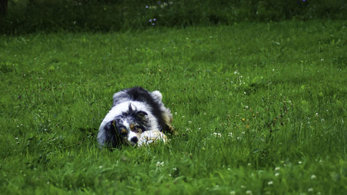 Dog lying on grass