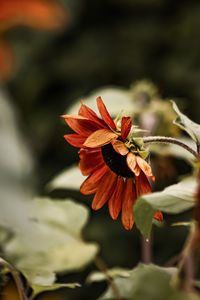 Close-up of red  sunflower plant