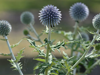 Close-up of flowers