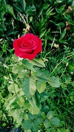 Close-up of red rose blooming outdoors