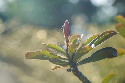 Close-up of plant