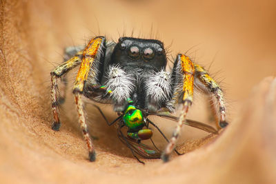 Close-up of spider