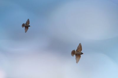 Low angle view of seagull flying against sky