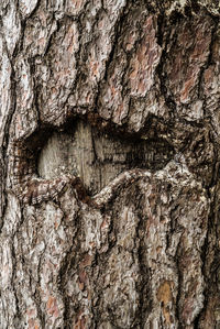 Full frame shot of tree trunk