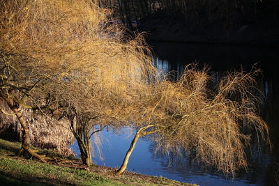 View of trees by lake