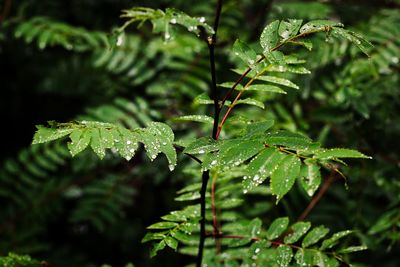 Close-up of wet plant leaves during rainy season