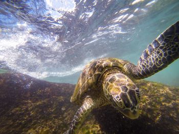 Close-up of turtle swimming in sea