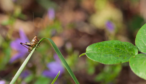 Close-up of insect on plant