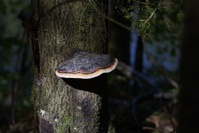 Close-up of mushroom growing on tree trunk in forest