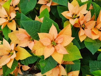 Close-up of orange leaves on plant