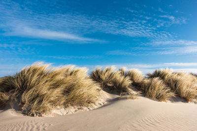 Trees growing in sand against sky