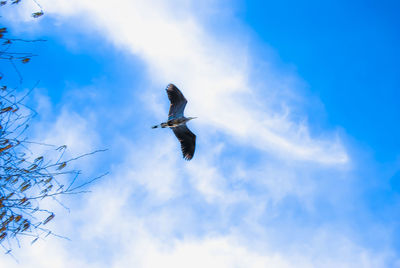 Low angle view of bird flying against sky