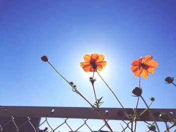 Low angle view of orange flowers blooming by fence against clear blue sky