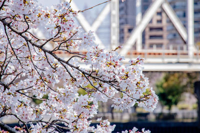 Cherry blossoms in spring