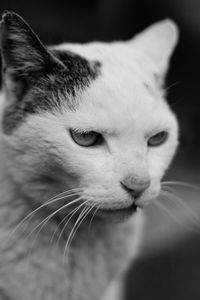 Close-up of cat looking away