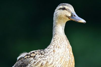 Close-up of a bird against blurred background