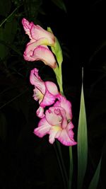 Close-up of pink flowers blooming outdoors