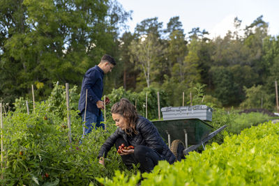 Man and woman on vegetable patch picking fruits