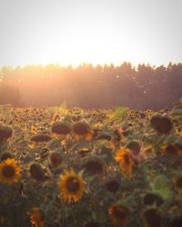 Yellow flowering plants on field against sky during sunset