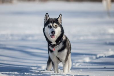 Portrait of dog on sea shore