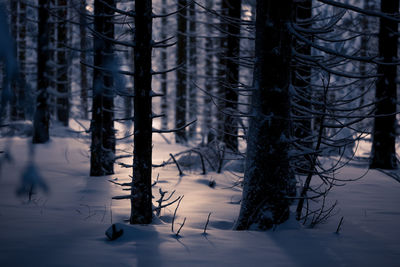 Trees in forest during winter