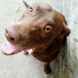 Close-up portrait of dog