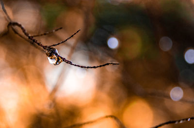 Close-up of wet spider web on twig