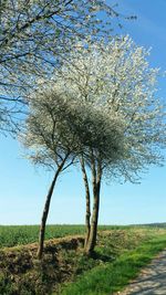 Tree on field against clear sky