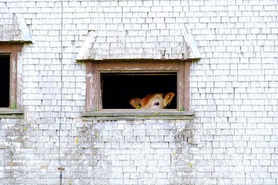 Cow in shed seen through window