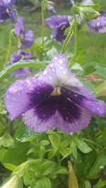 Close-up of wet purple flower