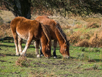 Horses grazing in a field