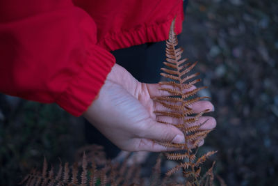 High angle view of person touching fern