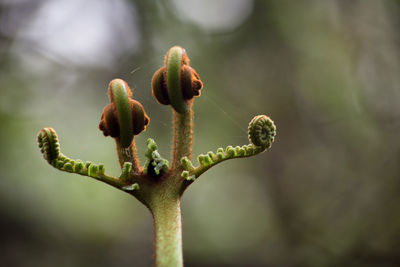 Close-up of fresh green plant