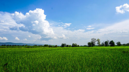 Scenic view of agricultural field against sky