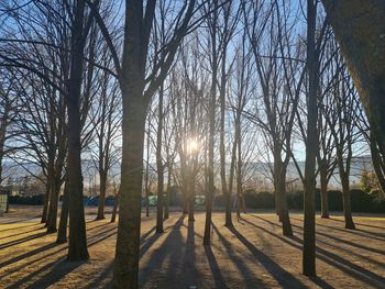 Trees in park