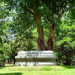Trees in park