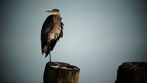 Bird perching on wooden post
