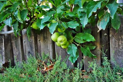 Plants growing in farm