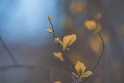 Close-up of flowering plant
