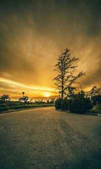 Trees against sky at sunset