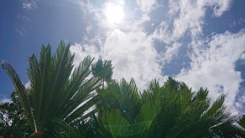 Low angle view of trees against sky on sunny day
