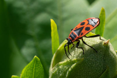 Close-up of bug on leaf